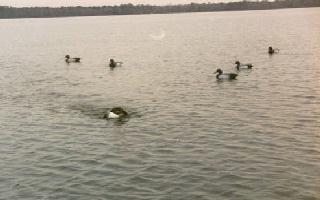 Canela retreiving a drake Blue Bill through the decoys