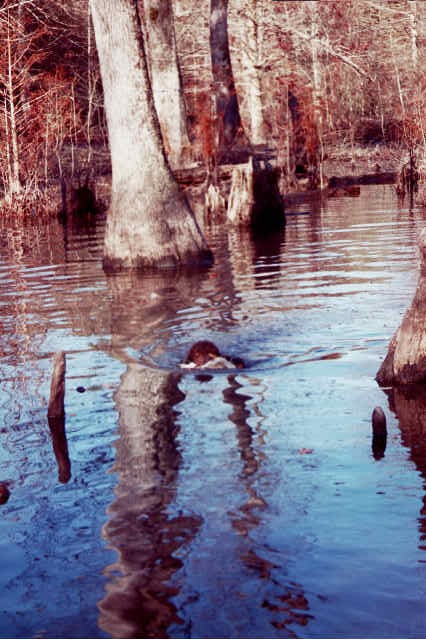 Canela reteiving a drake Mallard.