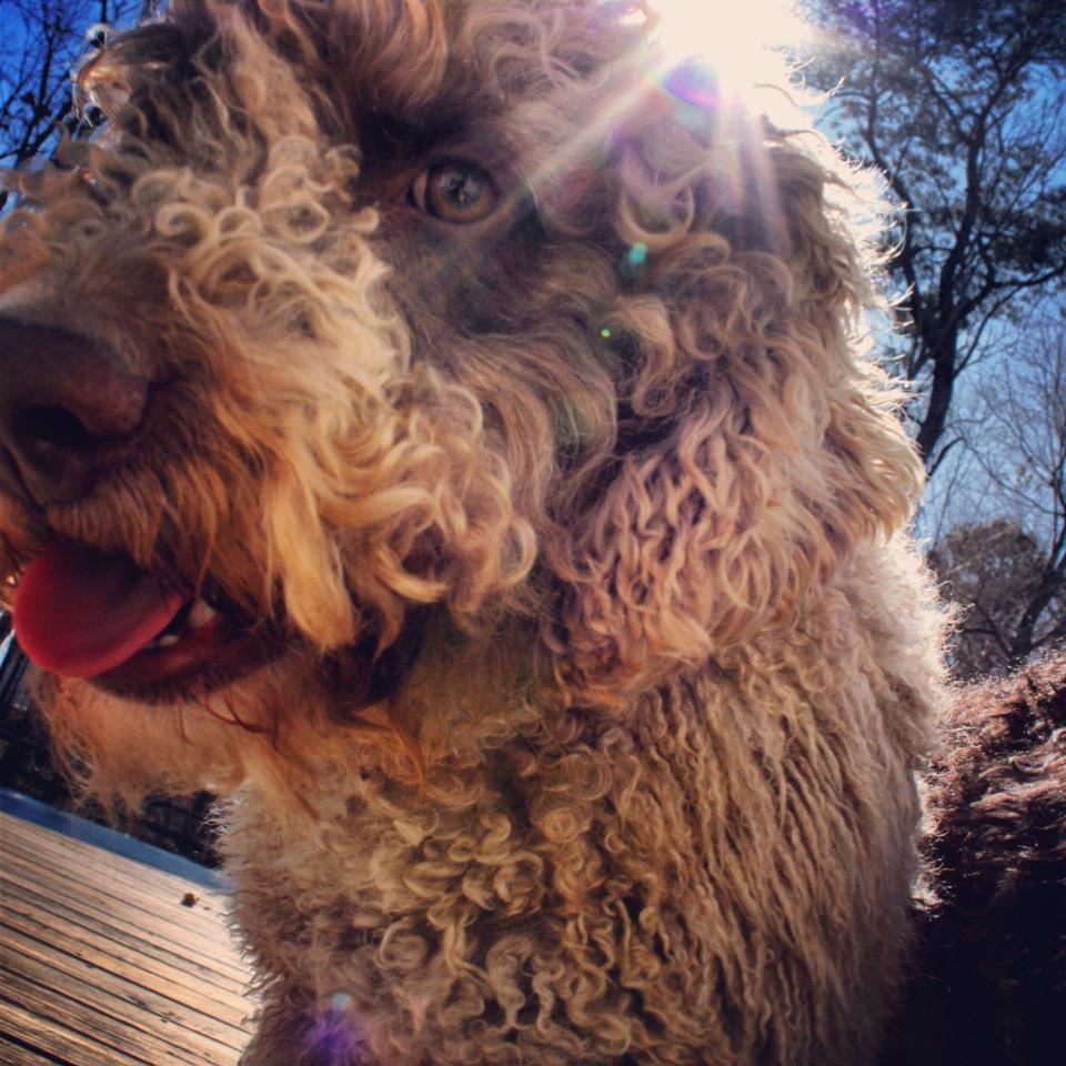 Willie1